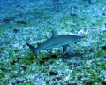   Young reef shark Fernando de Noronhas archipelago. archipelago  